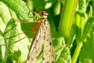 <i>Panorpa germanica</i>