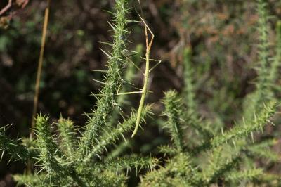 <i>Clonopsis gallica</i>