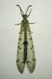 <i>Distoleon tetragrammicus</i>