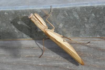 <i>Mantis religiosa</i>