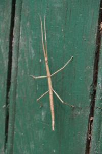 <i>Clonopsis gallica</i>