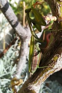 <i>Mantis religiosa</i>