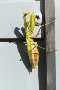 <i>Mantis religiosa</i>