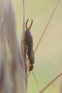 <i>Forficula</i>