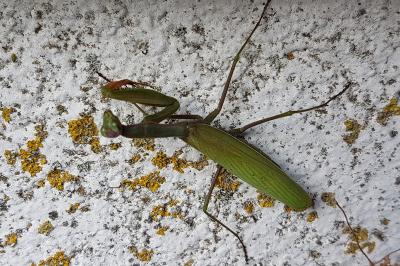 <i>Mantis religiosa</i>