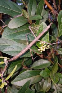 <i>Clonopsis gallica</i>