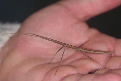 <i>Clonopsis gallica</i>