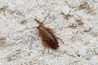 <i>Ectobius sylvestris</i>