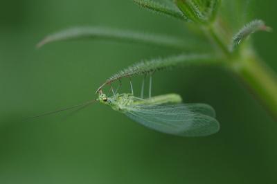 <i>Chrysopa abbreviata</i>
