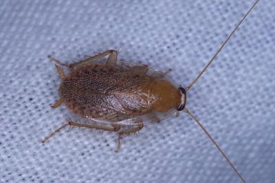 <i>Planuncus vinzi</i>