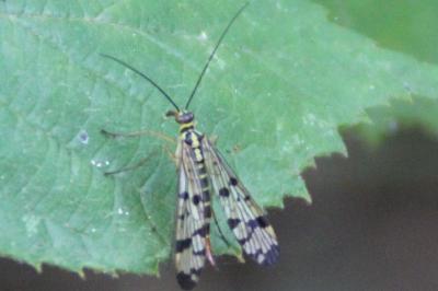 <i>Panorpa</i>