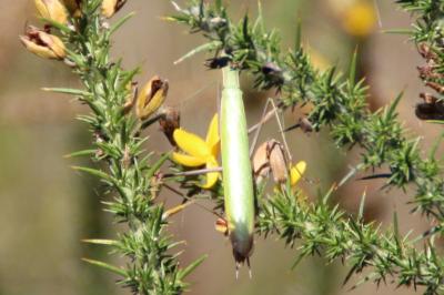 <i>Mantis religiosa</i>