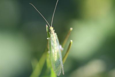 <i>Chrysoperla carnea</i>