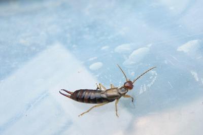 <i>Forficula auricularia</i>