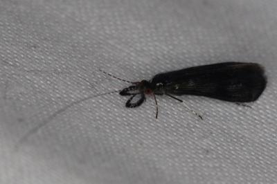 <i>Mystacides</i>