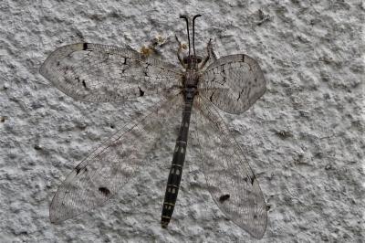 <i>Distoleon tetragrammicus</i>