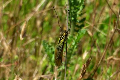 <i>Libelloides longicornis</i>