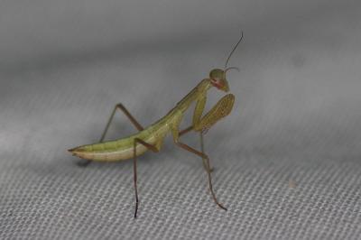 <i>Mantis religiosa</i>