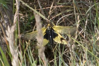 <i>Libelloides longicornis</i>