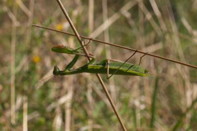 <i>Mantis religiosa</i>