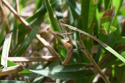 <i>Mantis religiosa</i>