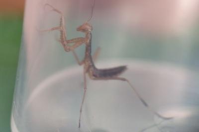 <i>Mantis religiosa</i>