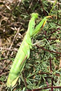 <i>Mantis religiosa</i>
