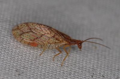 <i>Micromus angulatus</i>