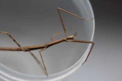 <i>Clonopsis gallica</i>