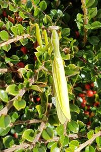 <i>Mantis religiosa</i>