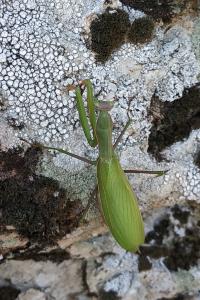 <i>Mantis religiosa</i>