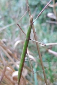 <i>Clonopsis gallica</i>