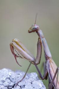<i>Mantis religiosa</i>