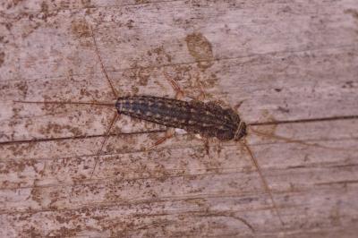 <i>Ctenolepisma lineata</i>