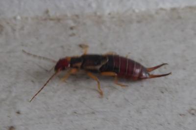 <i>Forficula auricularia</i>