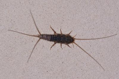<i>Ctenolepisma lineata</i>