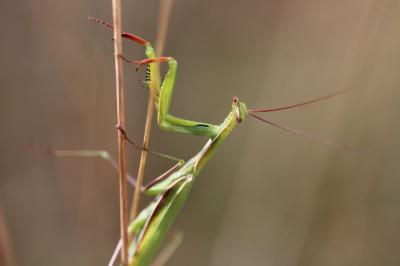 <i>Mantis religiosa</i>