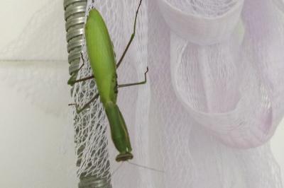 <i>Mantis religiosa</i>