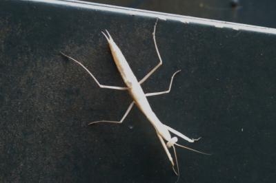 <i>Mantis religiosa</i>