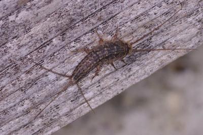 <i>Ctenolepisma lineata</i>