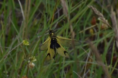 <i>Libelloides longicornis</i>