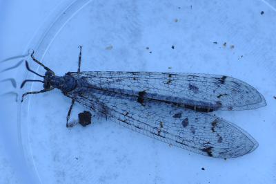 <i>Distoleon tetragrammicus</i>