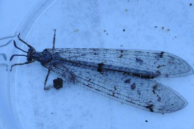 <i>Distoleon tetragrammicus</i>