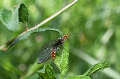 <i>Nothochrysa capitata</i>