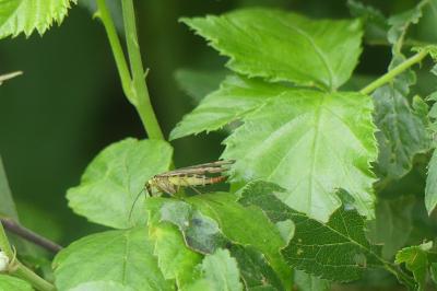 <i>Panorpa communis</i>
