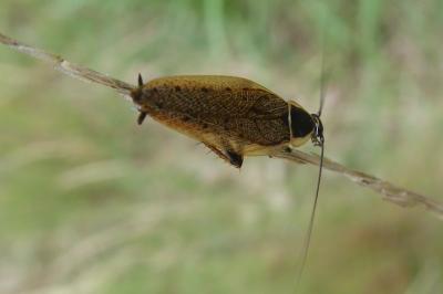 <i>Ectobius sylvestris</i>