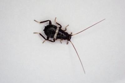 <i>Planuncus vinzi</i>