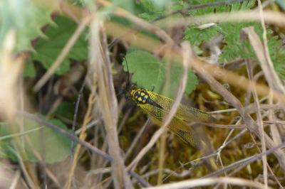 <i>Libelloides longicornis</i>