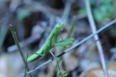 <i>Mantis religiosa</i>