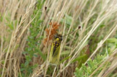 <i>Libelloides longicornis</i>